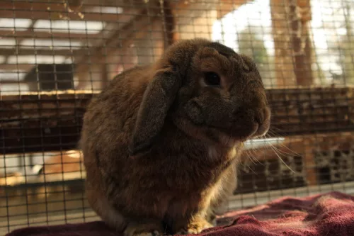 Beitragsbild Kleintier