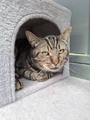 Beitragsbild Katze