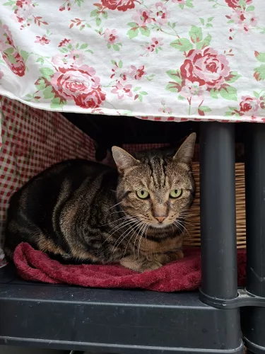 Beitragsbild Katze