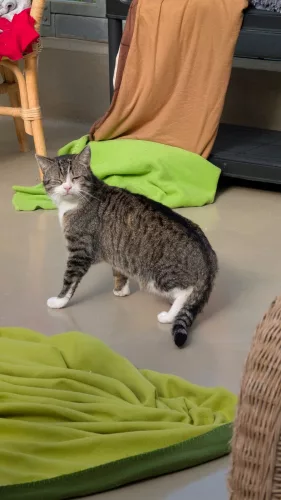 Beitragsbild Katze
