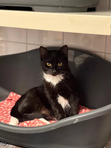 Beitragsbild ehemaliges Tier