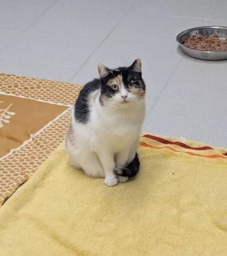 Beitragsbild ehemaliges Tier