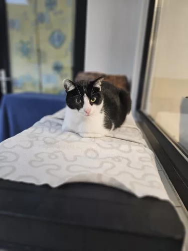 Beitragsbild Katze