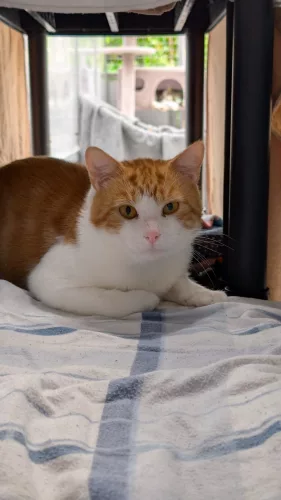 Beitragsbild Katze