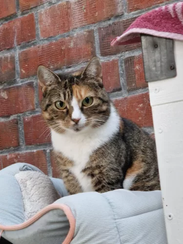 Beitragsbild Katze