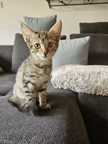 Beitragsbild Katze