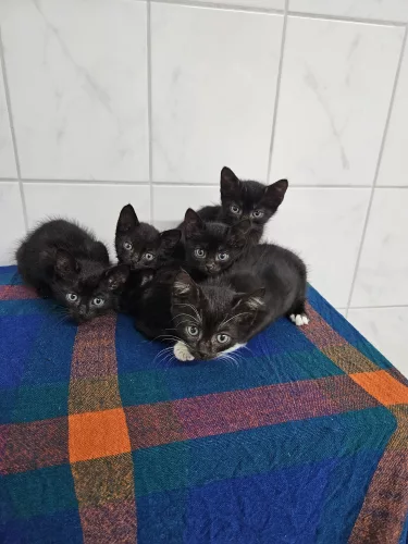 Beitragsbild Katze