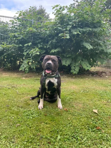 Beitragsbild Hunde