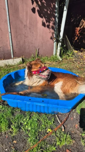 Beitragsbild Hunde