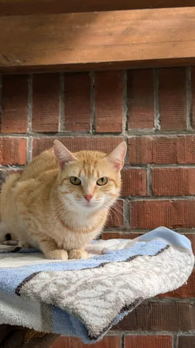 Beitragsbild Katze