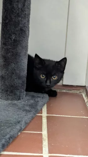 Beitragsbild Katze