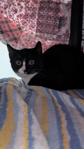 Beitragsbild Katze