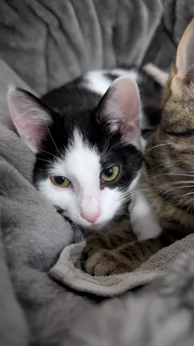 Beitragsbild Katze