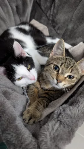 Beitragsbild Katze
