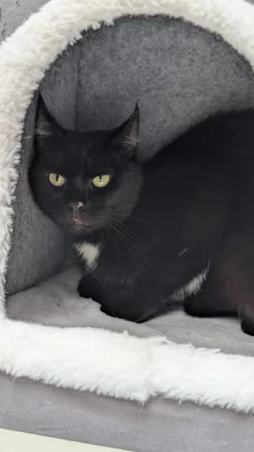 Beitragsbild Katze