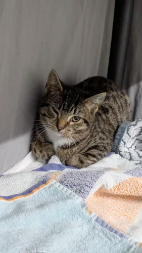 Beitragsbild Katze