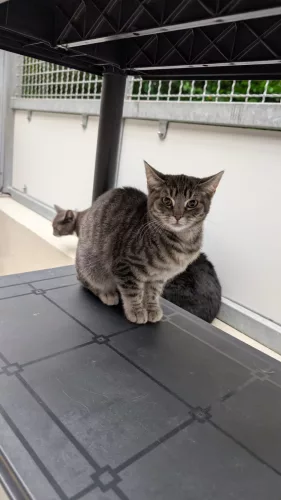 Beitragsbild Katze