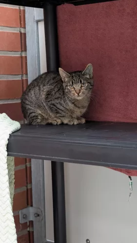 Beitragsbild Katze