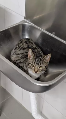 Beitragsbild Katze