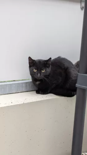 Beitragsbild Katze
