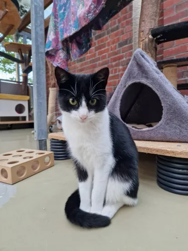 Beitragsbild Katze