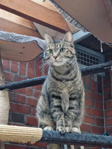 Beitragsbild Katze