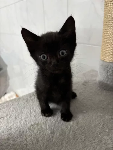 Beitragsbild ehemaliges Tier