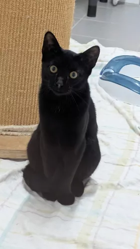 Beitragsbild Katze