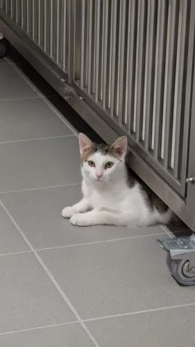 Beitragsbild Katze