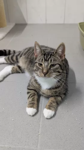 Beitragsbild ehemaliges Tier