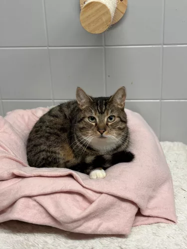 Beitragsbild ehemaliges Tier