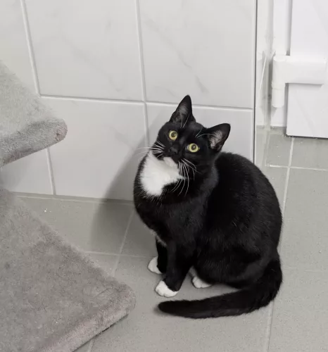 Beitragsbild ehemaliges Tier