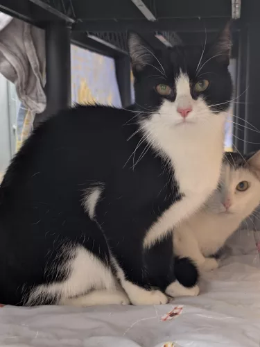 Beitragsbild ehemaliges Tier