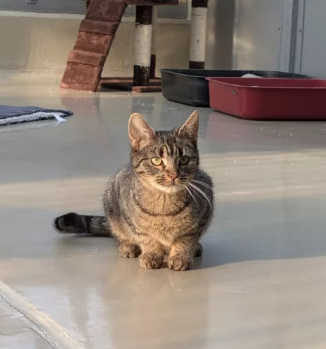 Beitragsbild ehemaliges Tier