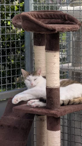 Beitragsbild Katze