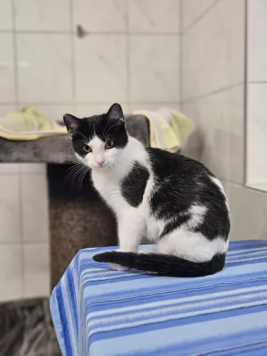 Beitragsbild ehemaliges Tier