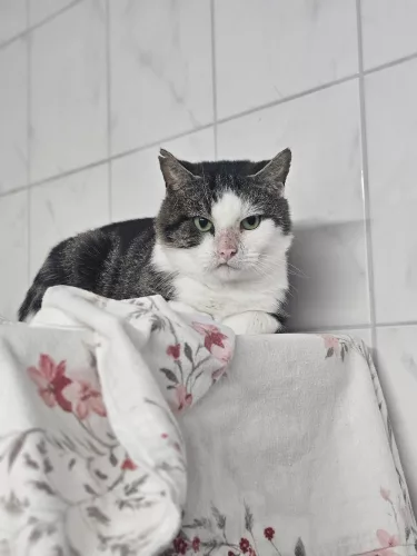 neuestes Tier in der Vermittlung