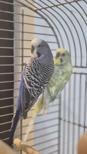 neuestes Tier in der Vermittlung