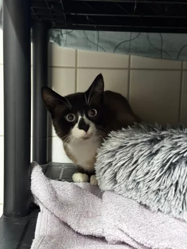 Beitragsbild Katze