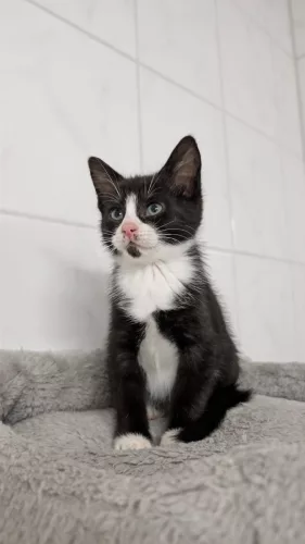Beitragsbild Katze