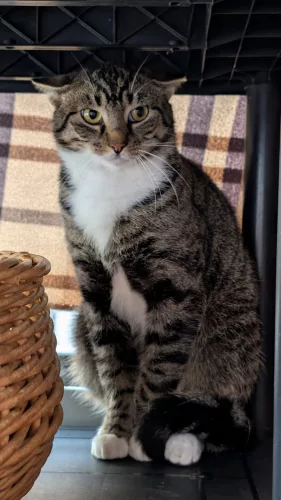 Beitragsbild Katze