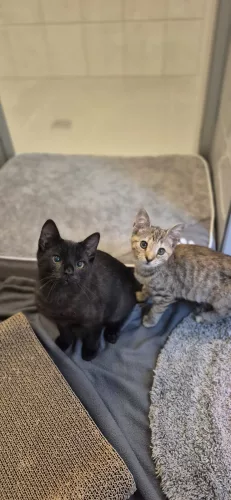 Beitragsbild Katze