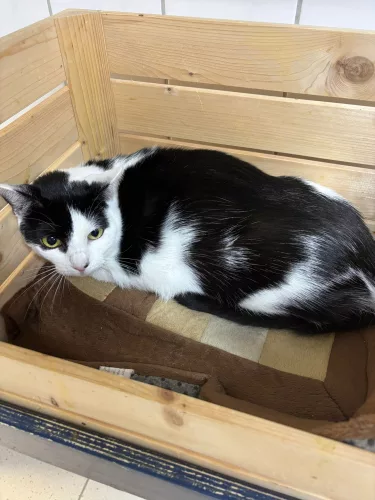 Beitragsbild Katze