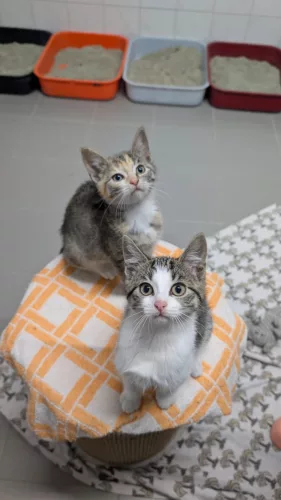 Beitragsbild ehemaliges Tier