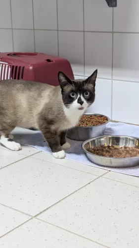 Beitragsbild ehemaliges Tier