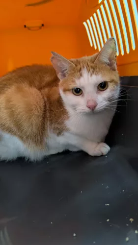 Beitragsbild ehemaliges Tier