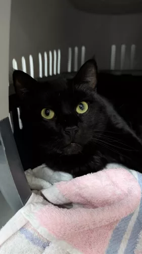 Beitragsbild ehemaliges Tier