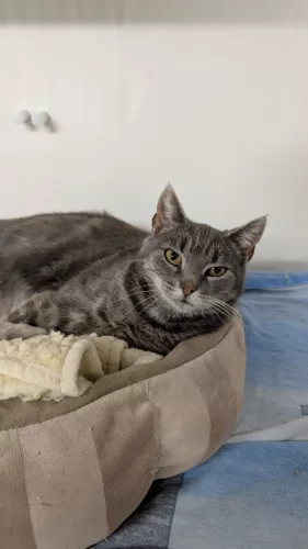 Beitragsbild ehemaliges Tier