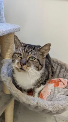 Beitragsbild ehemaliges Tier