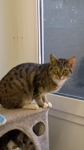 Beitragsbild ehemaliges Tier